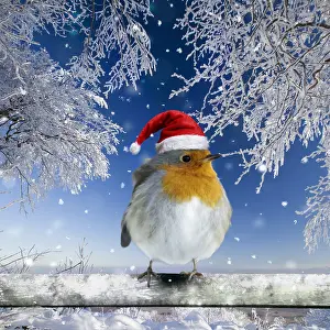 2639: Robin, perched on fence wearing Christmas hat in snow