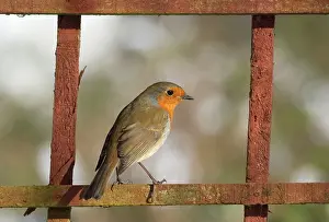 Screen: Robin - Perched on garden screen in snow