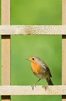 Trellis: Robin - Perched on garden trellis
