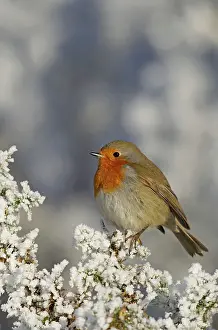 Gorse: Robin - perched on a hoar frost Gorse bush on a