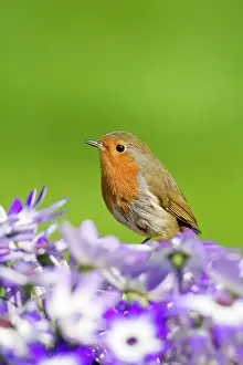 Senetti: Robin - perched behind Senetti flowers