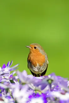 Senetti: Robin - perched behind Senetti flowers