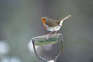Handles: Robin - perched on spade handle