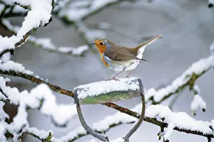 Handles: Robin - perched on spade handle