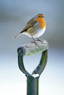 Handles: Robin - perched on spade handle