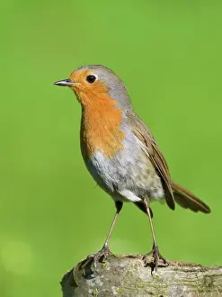 Geoff Du Feu: Robin - perched on tree stump