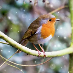 Slimbridge: Robin - perched on willow branch Slimbridge
