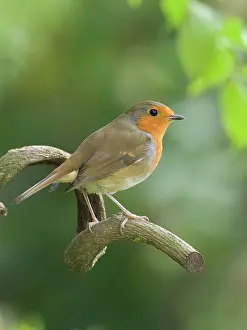 Erithacus: Robin - perched on wisteria branch