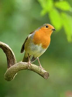 Erithacus: Robin - perched on wisteria branch