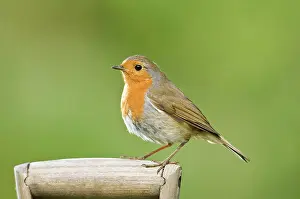 Handles: Robin - Perched on wooden garden fork handle