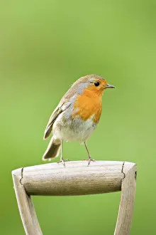 Handles: Robin - Perched on wooden garden fork handle