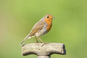 Robin - Perched on wooden garden fork handle