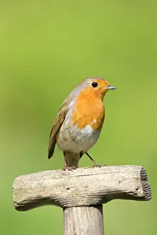 Handles: Robin - Perched on wooden garden fork handle