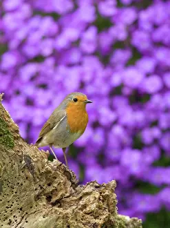 Wooden: Robin - perched on wooden stump with Aubrieta behind