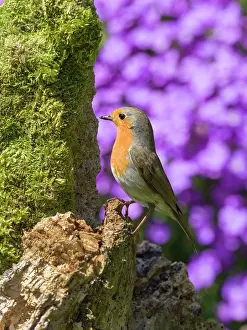 Geoff Du Feu: Robin - perched on wooden stump with Aubrieta behind
