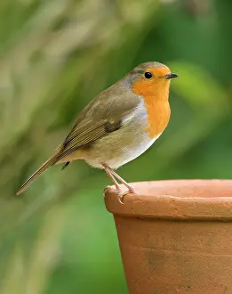 Pine: Robin on pine cone