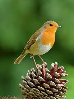 Pine: Robin on pine cone
