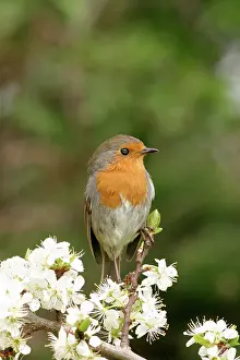 Plums: Robin - On plum blossom