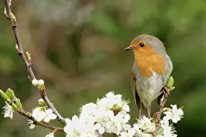Plums: Robin - On plum blossom