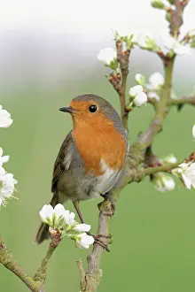 Plums: Robin - On plum blossom