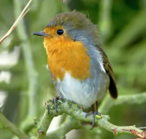Punk: Robin - with punk hair do - February