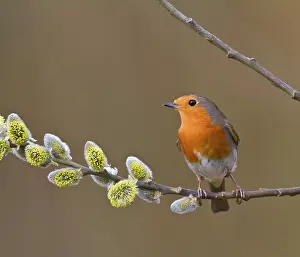 Pussy: Robin - on pussy willow