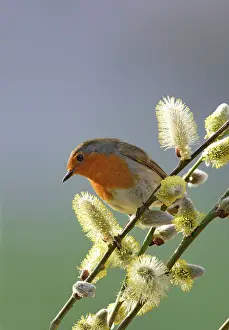 Willow: Robin - on pussy willow
