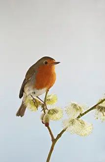 Willow: Robin - on pussy willow