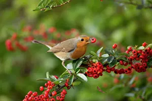 Pyracantha: Robin - with Pyracantha Berries - Autumn
