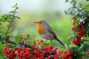 Pyracantha: Robin - with Pyracantha Berries - Autumn