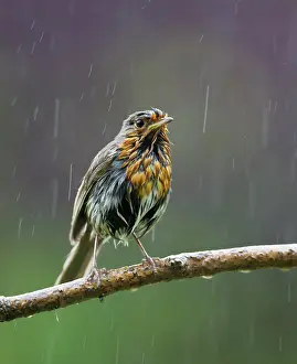 Drenched: Robin in rain
