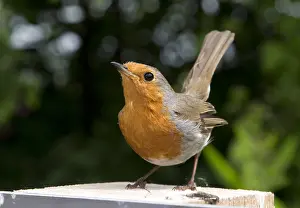 Redbreast: Robin redbreast Erithacus rubecula displaying on