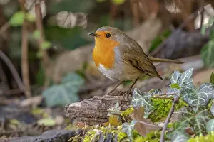 Redbreast: Robin redbreast - robin sitting on a small tree stump on the