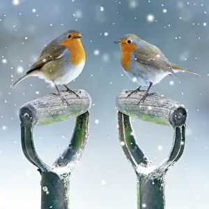 Handles: Robin, two Robins on spade handles in winter snow