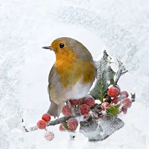 040718: Robin - seen through frost covered window 003526