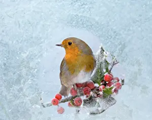 Window: Robin - seen through frost covered window