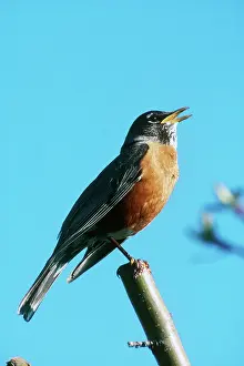 Turdidae: Robin Singing