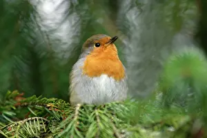 Firs: Robin - singing from fir tree in garden