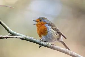 Breast: Robin - Singing - UK
