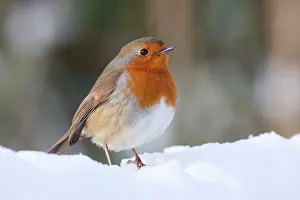 David Kilbey: Robin - Single adult robin perching in the snow