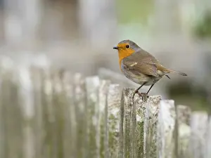 Posts: Robin - sitting alert on fence, Northumberland
