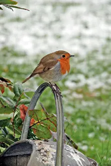 Fluffed: Robin - Sitting on watering can - Feathers fluffed