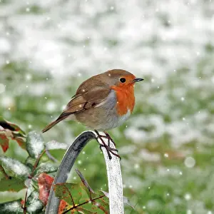 Fluffed: Robin - Sitting on watering can - Feathers fluffed