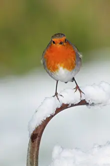 Breasts: Robin - in snow