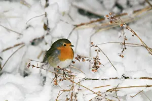 Monica Goth: ROBIN - IN SNOW