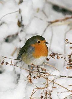 Monica Goth: Robin - in snow
