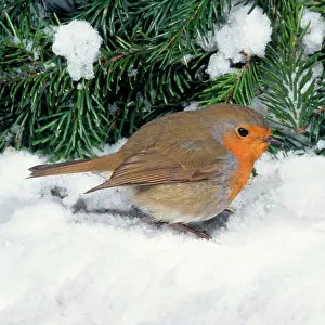 Karin Laub: Robin - in snow