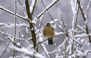 Migratorius: Robin in Snow