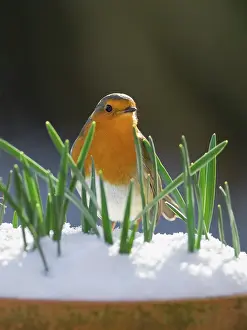 200621: Robin in snow