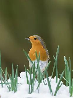 200621: Robin in snow